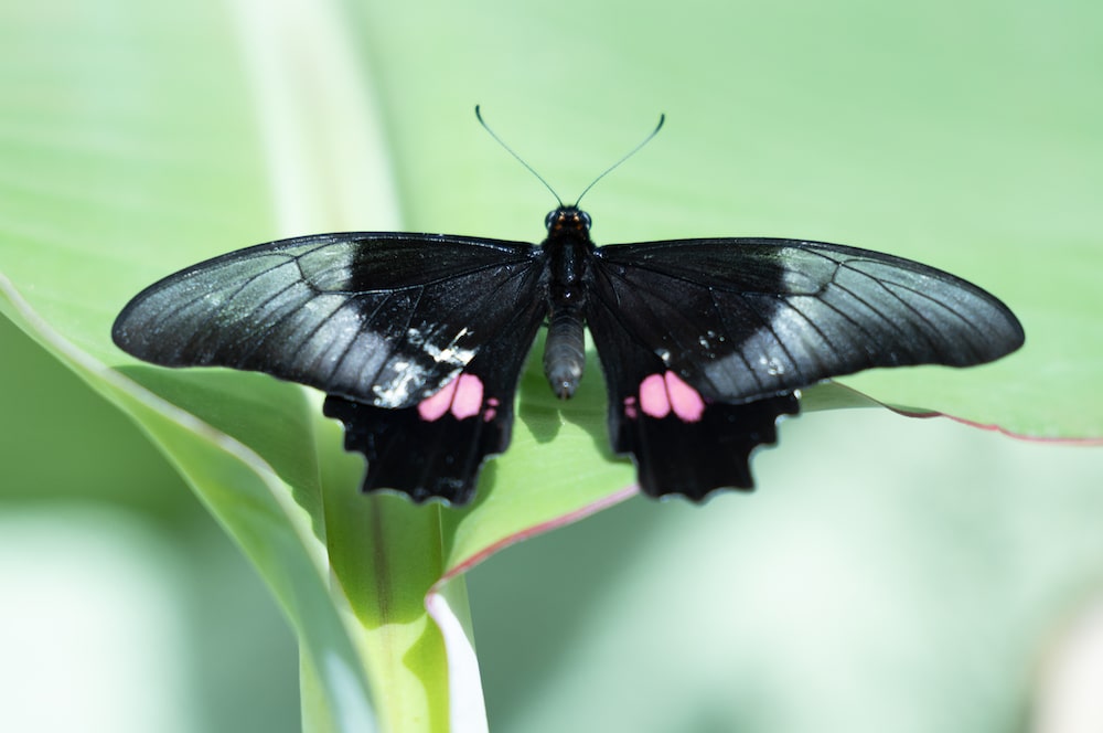 Borboleta no Borboletário de Urânia